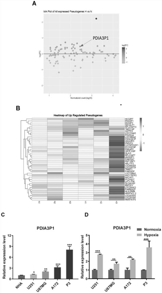 Application of pdia3p1 as a prognostic marker in glioma