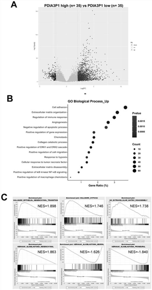 Application of pdia3p1 as a prognostic marker in glioma