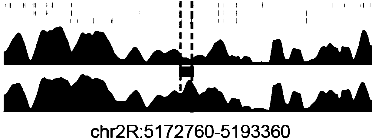 High-throughput identification method for genome insulator