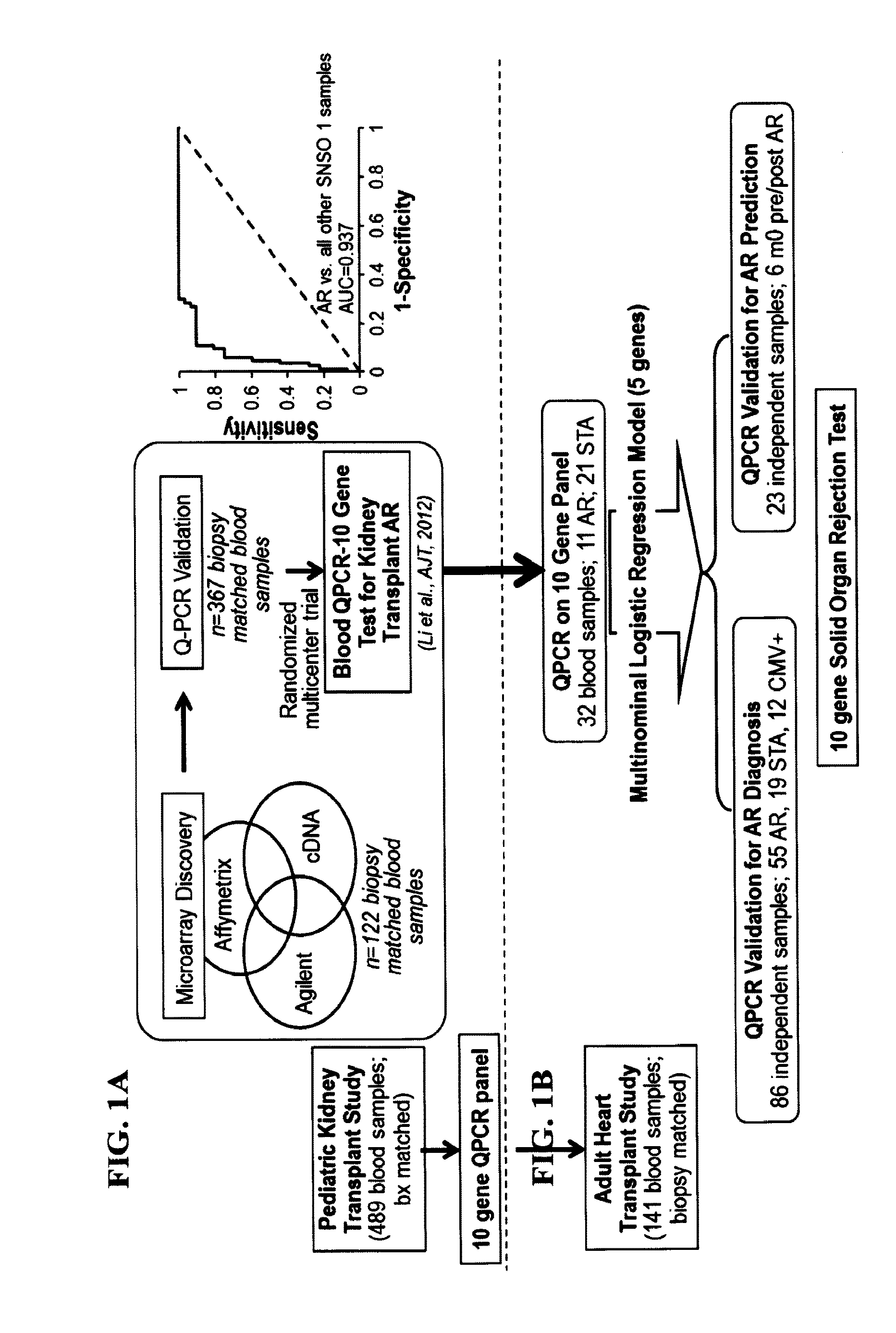 Compositions and methods for diagnosis and prediction of solid organ graft rejection