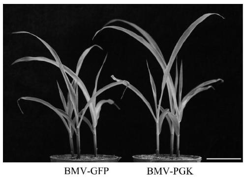 Application of zmpgk gene in the control of maize dwarf mosaic disease