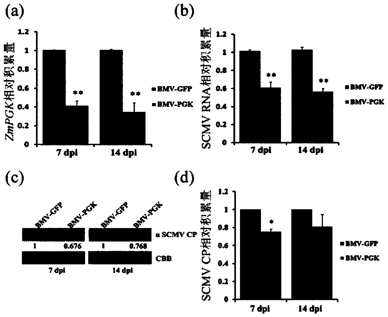 Application of zmpgk gene in the control of maize dwarf mosaic disease