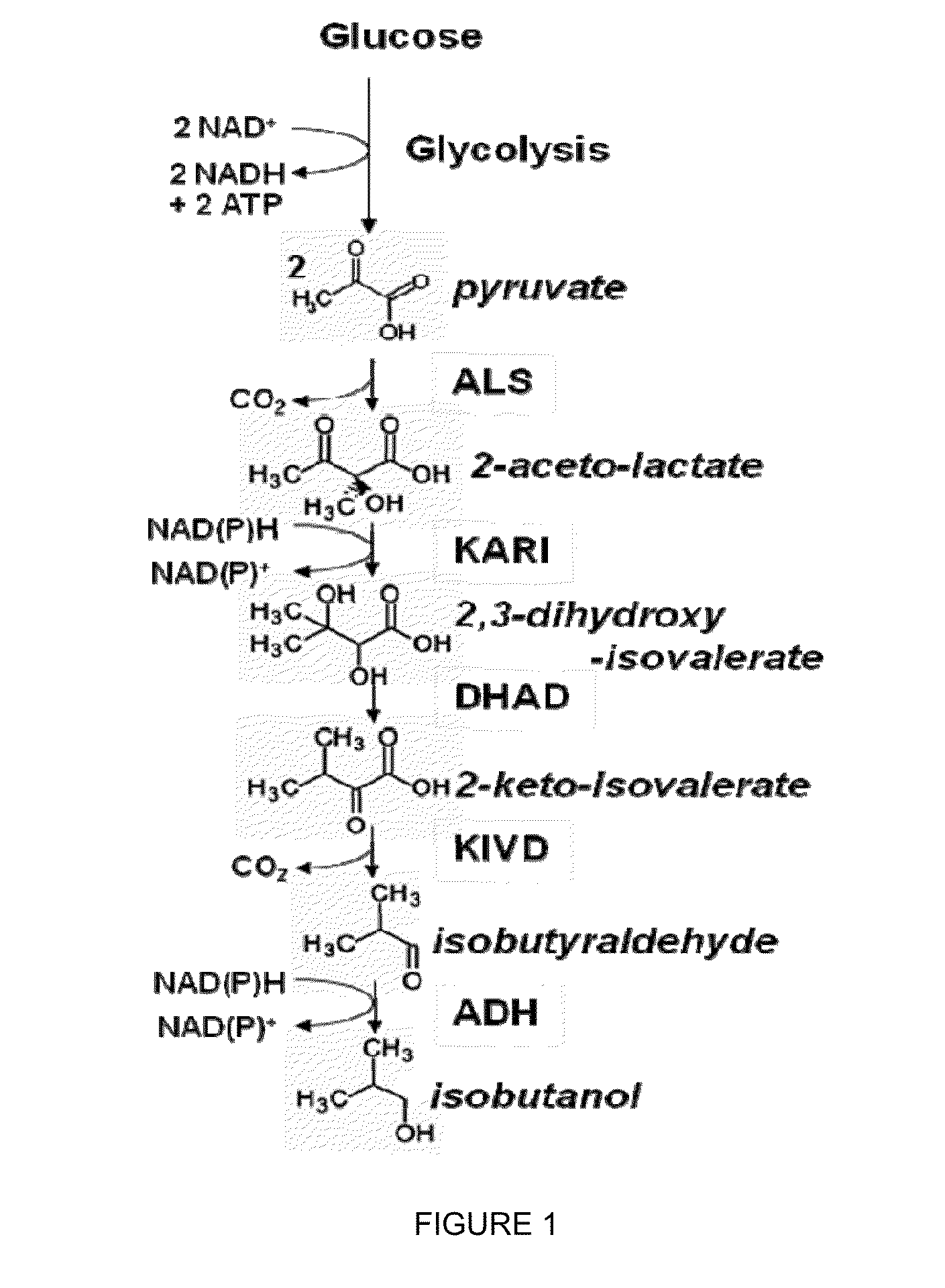 Yeast microorganisms with reduced by-product accumulation for improved production of fuels, chemicals, and amino acids