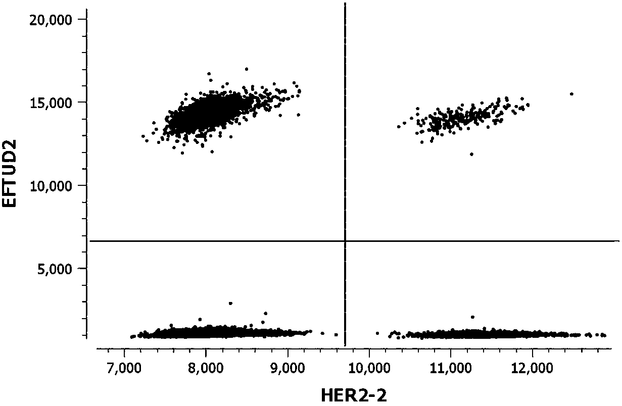 Kit for detecting copy number variation of HER-2 gene by virtue of digital PCR technique and method