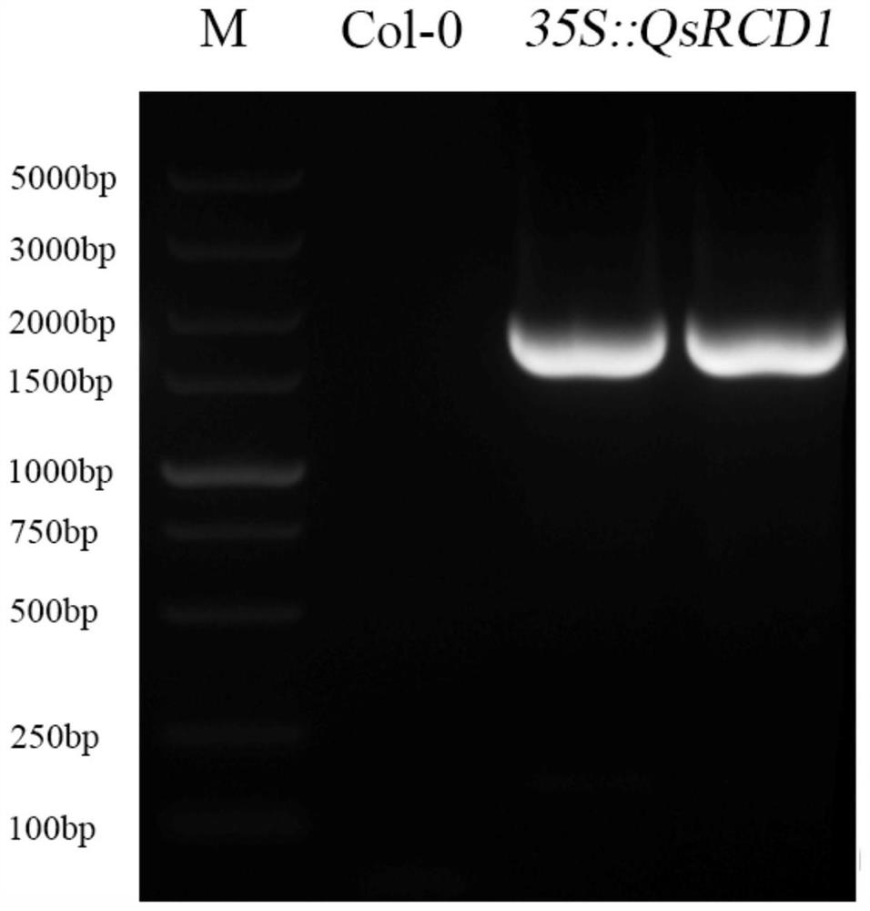 Quercus variabilis QsSRO1 gene and application of encoding protein of Quercus variabilis QsSRO1 gene in plant stress resistance