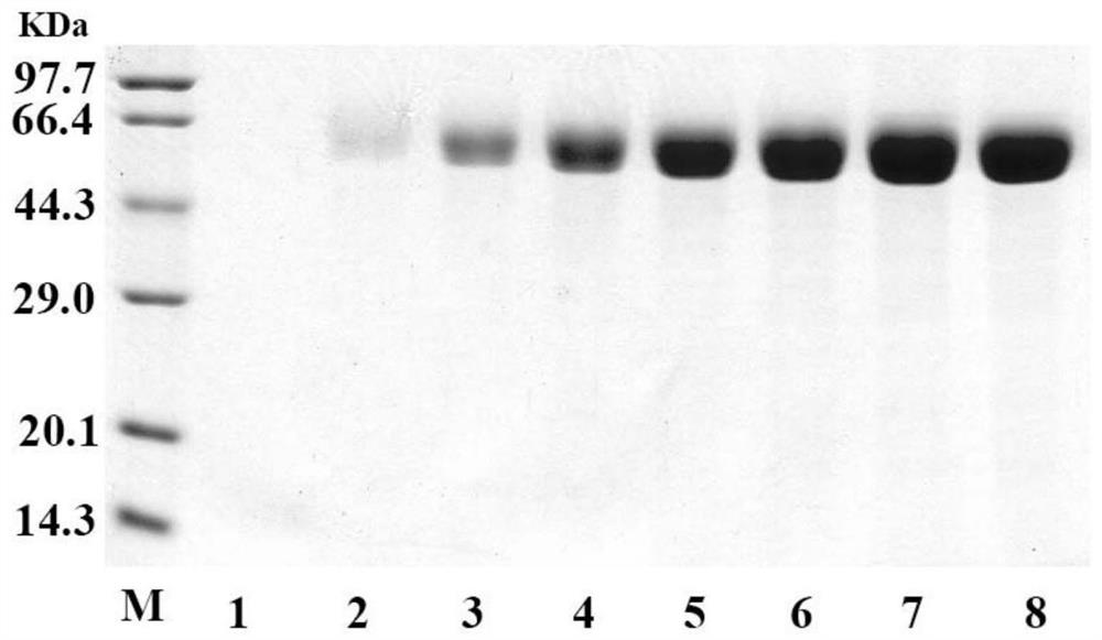 A kind of aspergillus oryzae phospholipase c and its coding gene and application