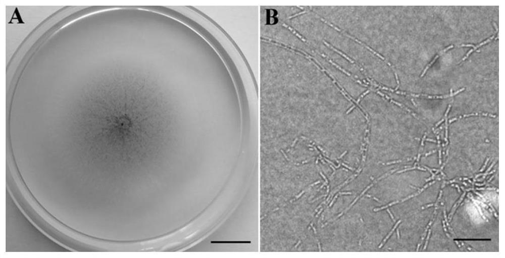 A kind of biological source insecticide and preparation method thereof