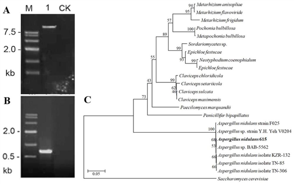 A kind of biological source insecticide and preparation method thereof