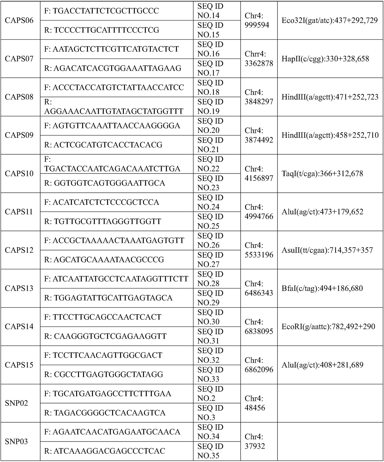 SNP (single nucleotide polymorphism) molecular marker related to watermelon peel background color and application of SNP molecular marker