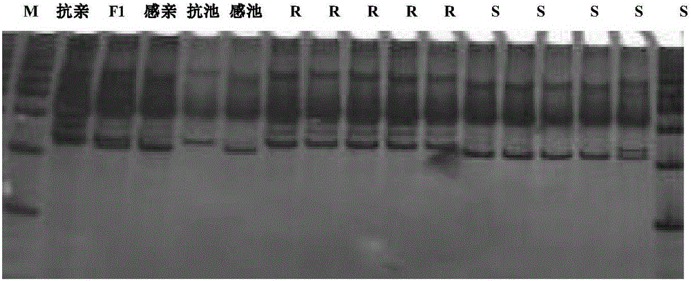 Molecular marker closely linked with melon pseudoperonospora cubensis resisting gene and application thereof