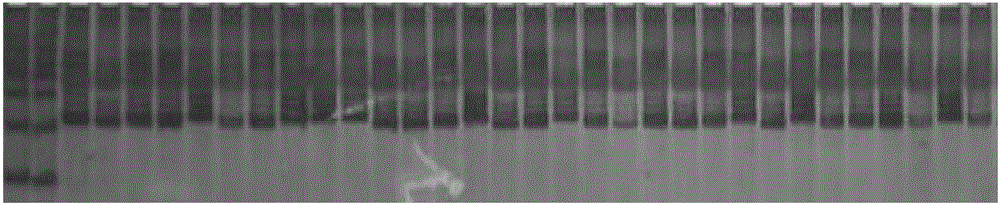 Molecular marker closely linked with melon pseudoperonospora cubensis resisting gene and application thereof