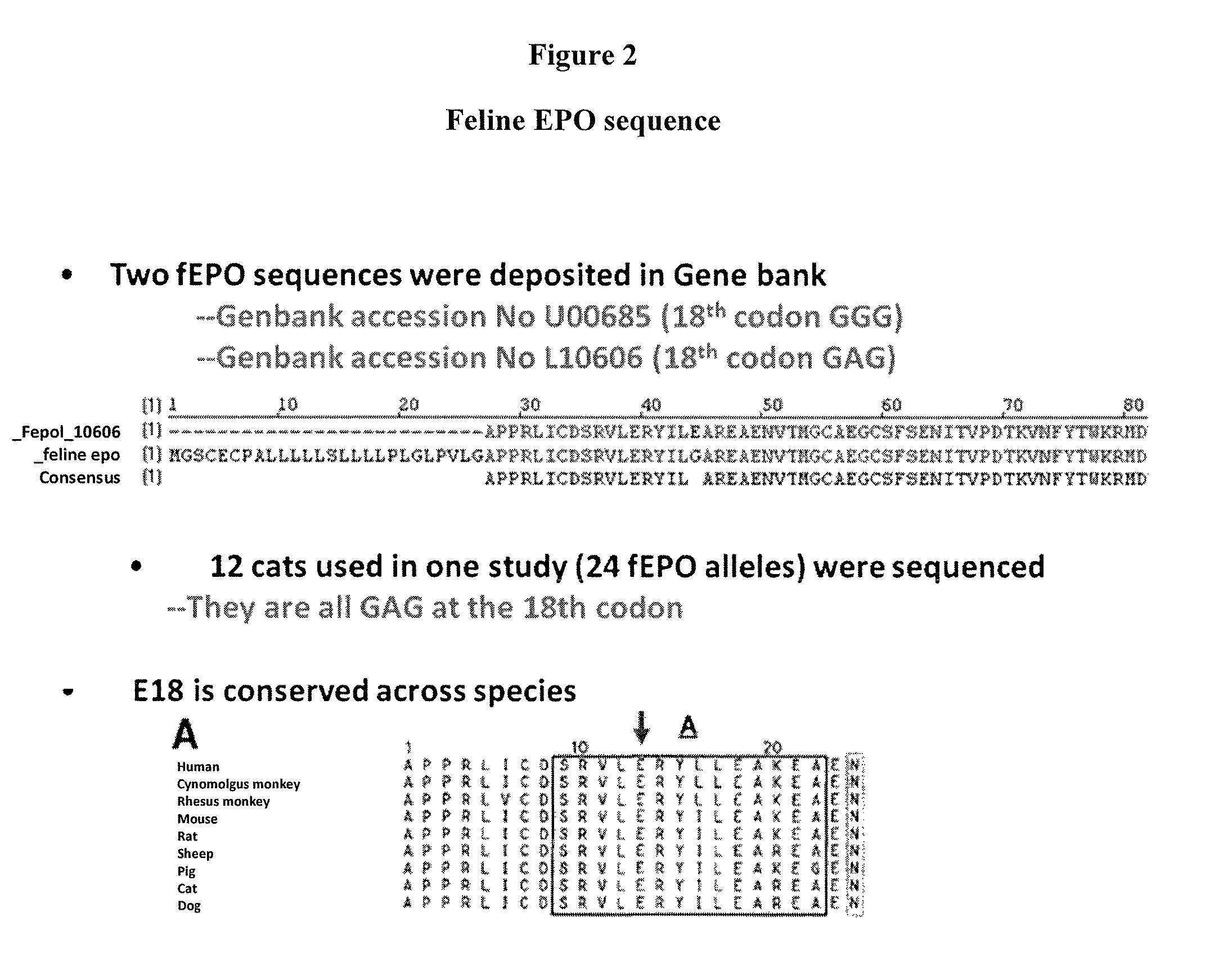 Modified animal erythropoietin polypeptides and their uses