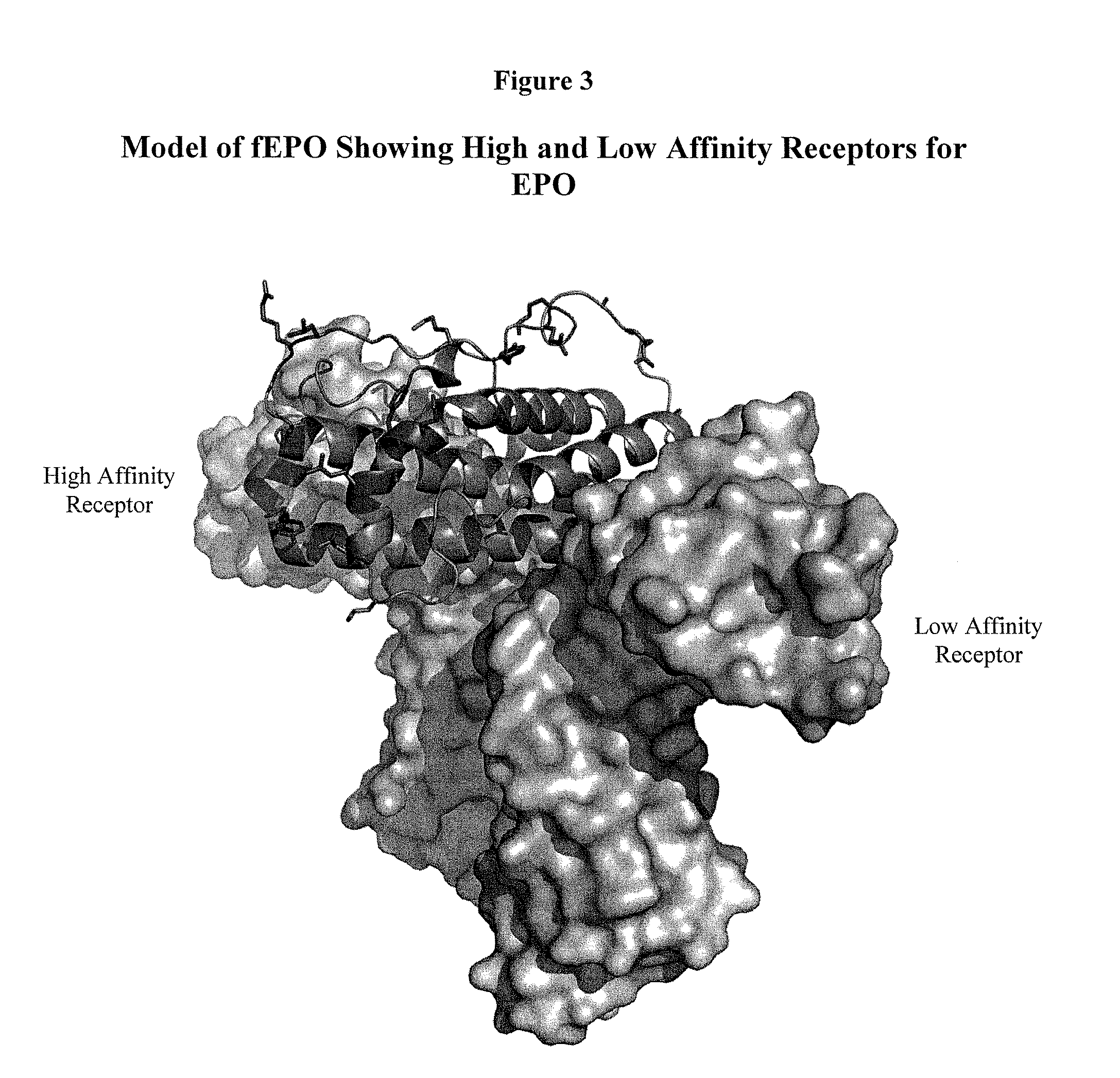 Modified animal erythropoietin polypeptides and their uses