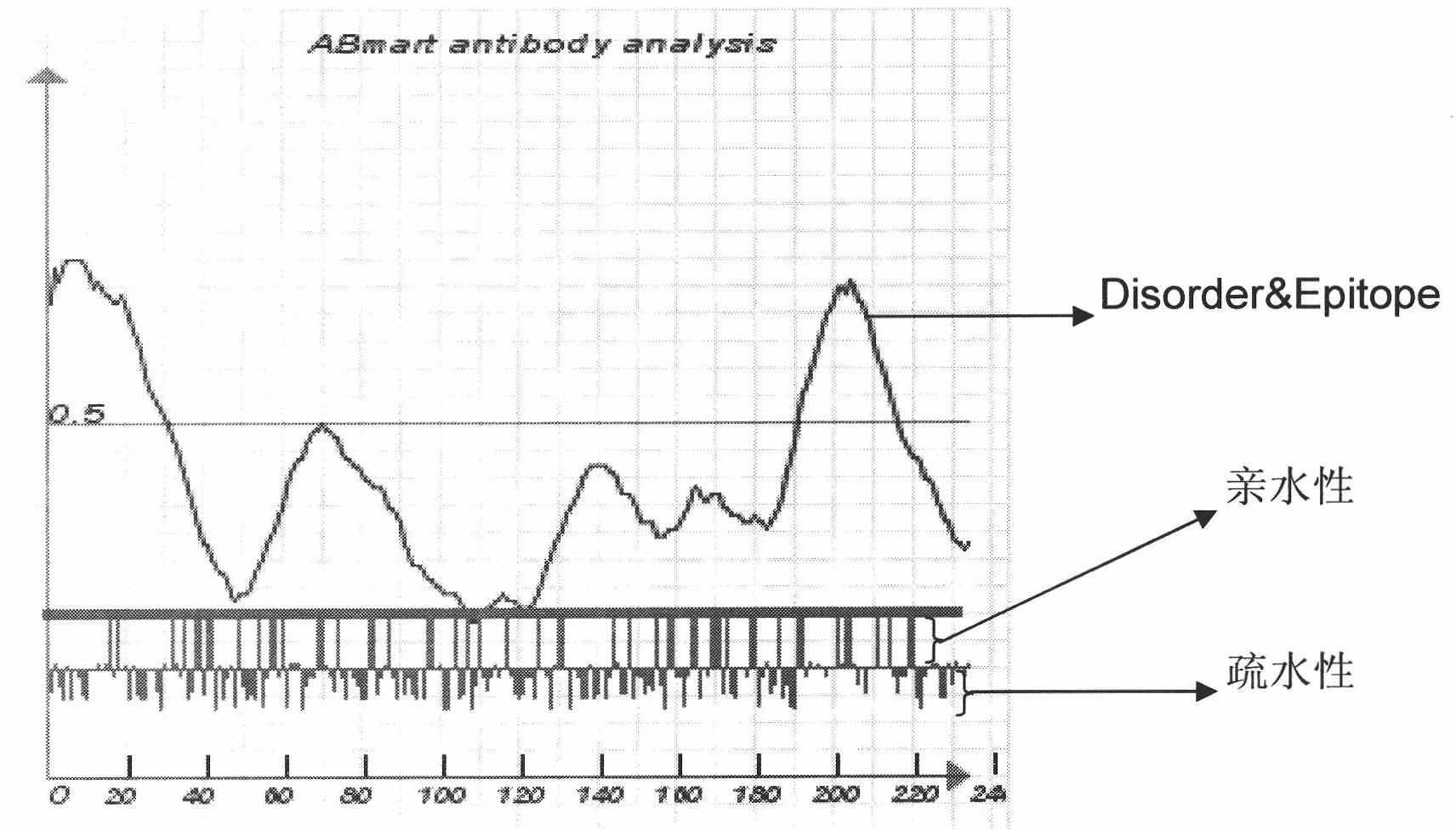 Preparation of multi-epitope TK1 antibody and application of multi-epitope TK1 antibody to evaluation on recurrence risk and prognosis of tumor patient at early stage