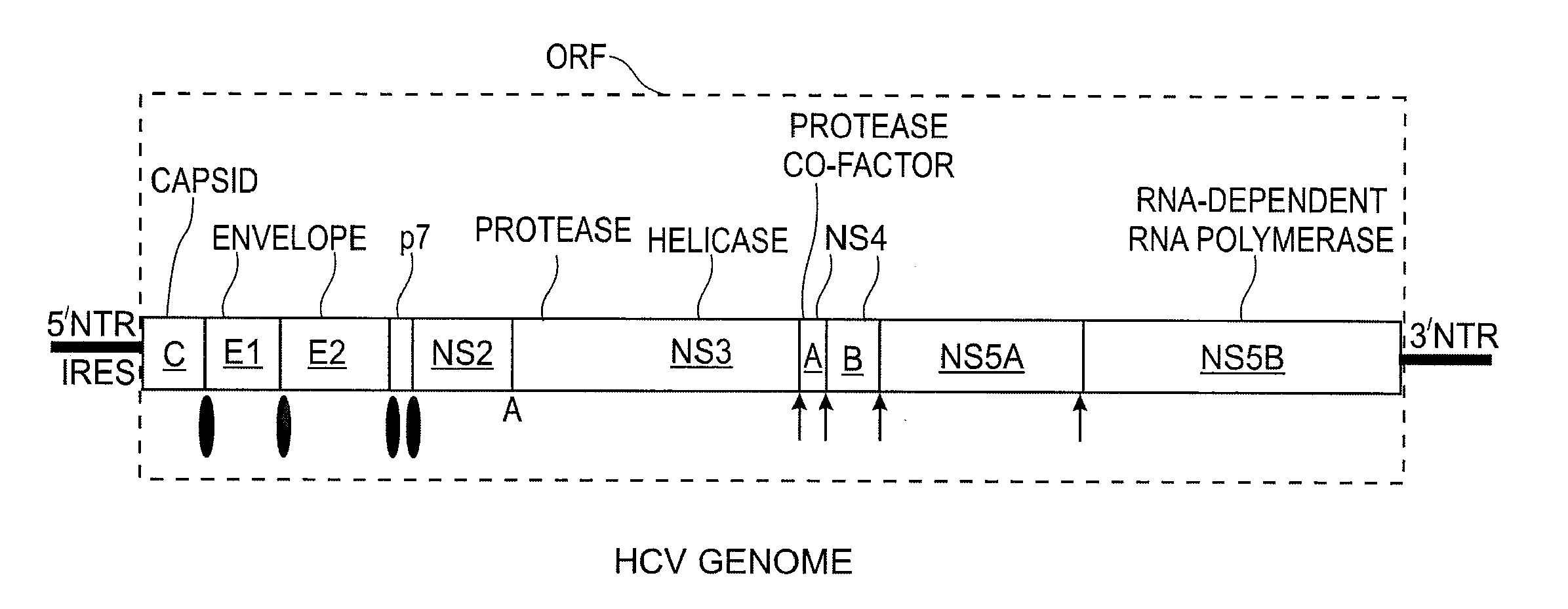 Replication Stable and RNase Resistant Chimeras of Pestivirus with Insertion in 3' Nontranslated Region (3'NTR)