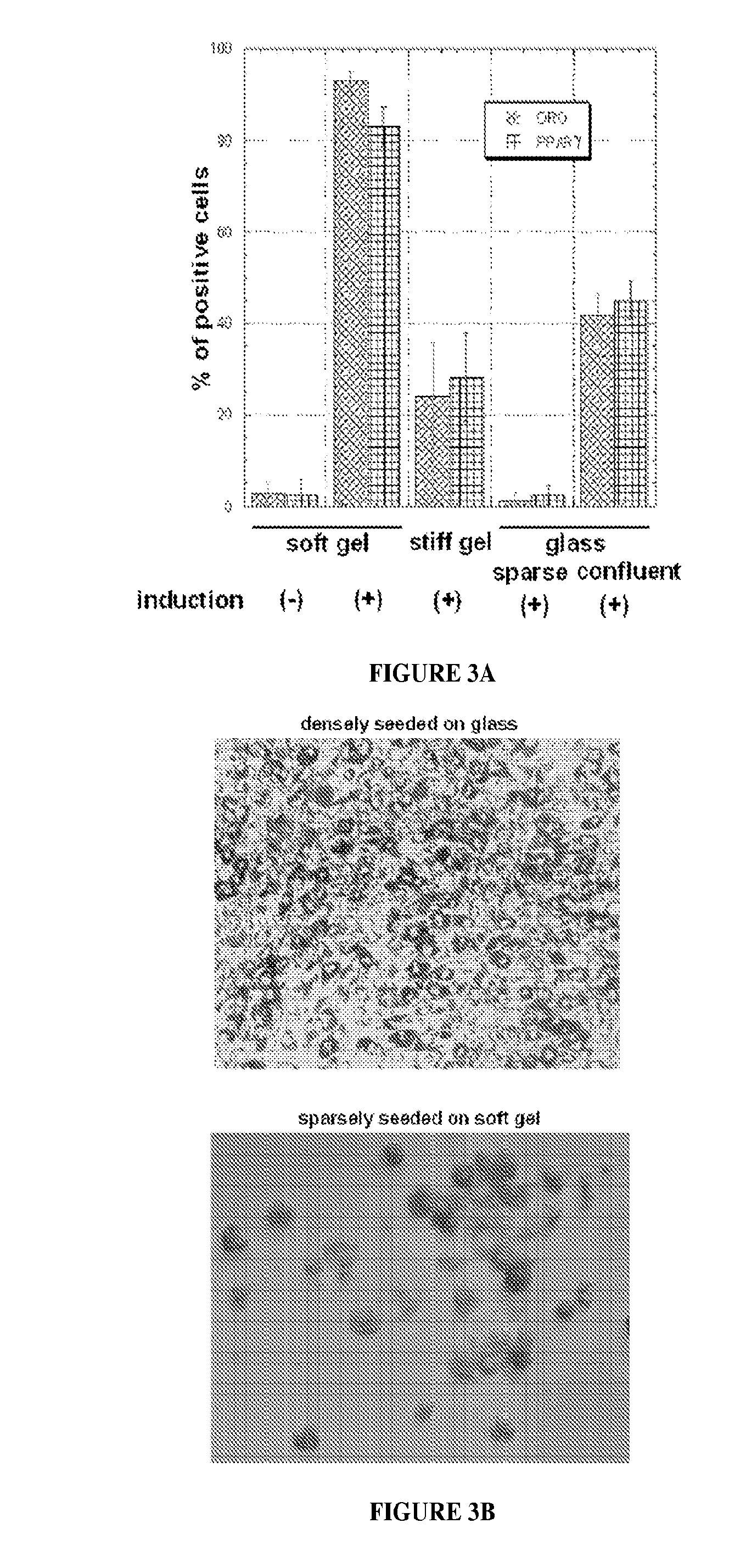 Low rigidity gels for MSC growth modulation