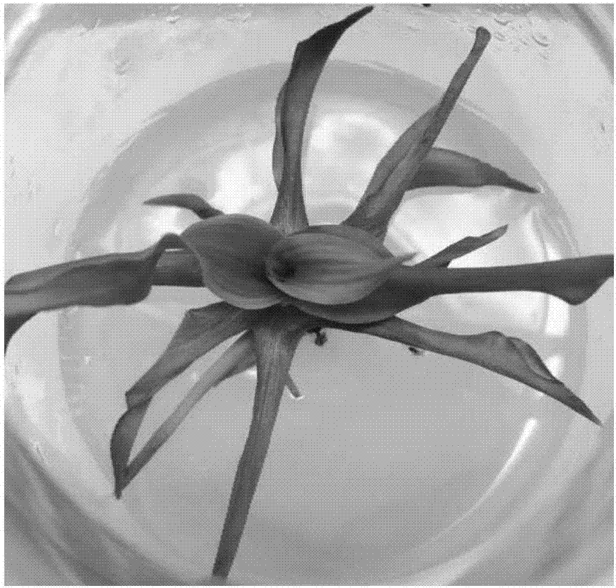 Allopolyploid induction production method of hybridized Chinese pennisetum