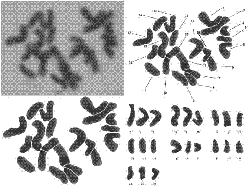 Allopolyploid induction production method of hybridized Chinese pennisetum