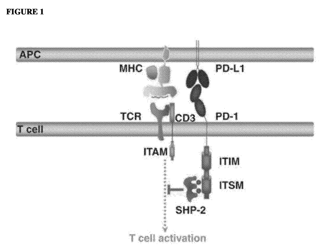 Polynucleotide agents targeting programmed cell death 1 ligand 1 (pd-l1) and methods of use thereof