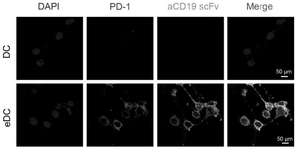 Genetically engineered antigen presenting extracellular vesicle as well as preparation method and application thereof