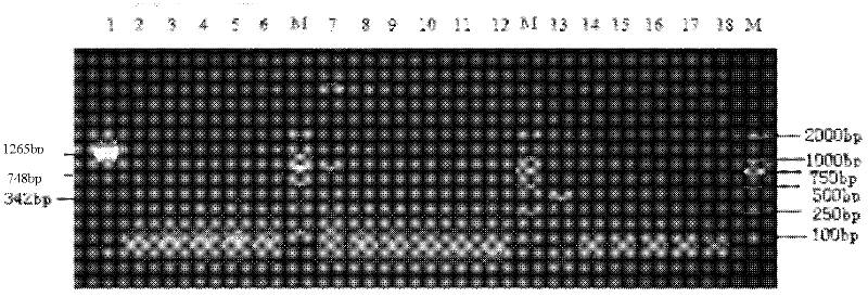 Multiplex PCR (polymerase chain reaction) detection of porcine circovirus type II, porcine parvovirus and porcine pseudorabies virus and special primers thereof