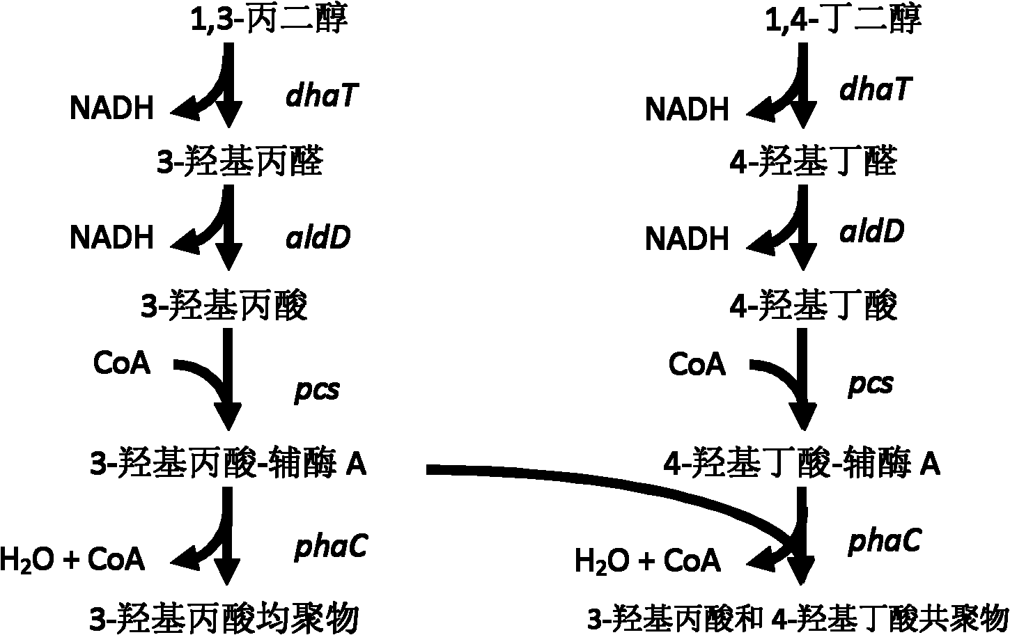 Recombinant strain for producing 3-hydracrylic acid homopolymer and/or 3-hydracrylic acid copolymer and application thereof