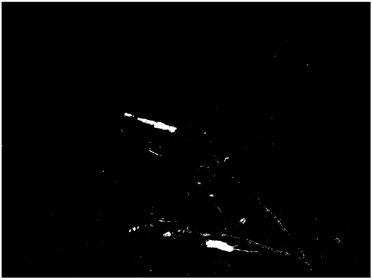 Method for collecting winged adult termites