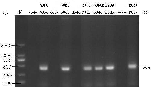 Breeding method for a new strain of grain-saving green shank recessive white feather broiler chicken