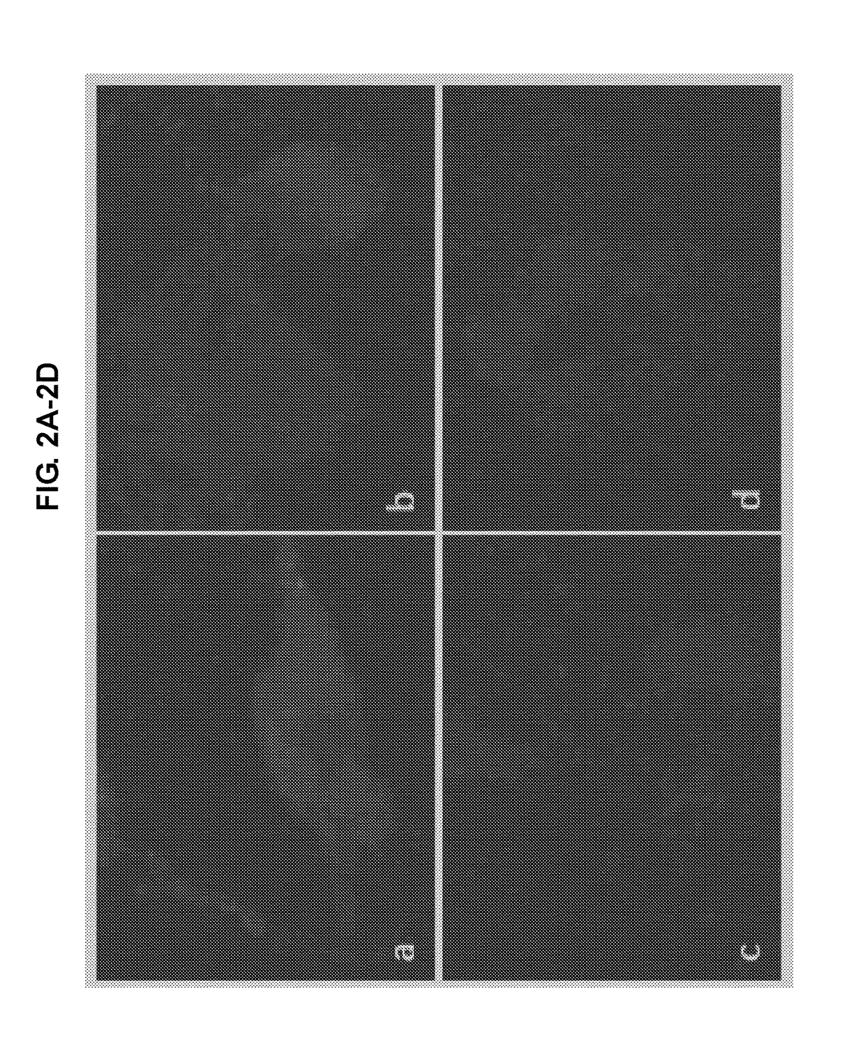 Production of dentin, cementum and enamel by cells