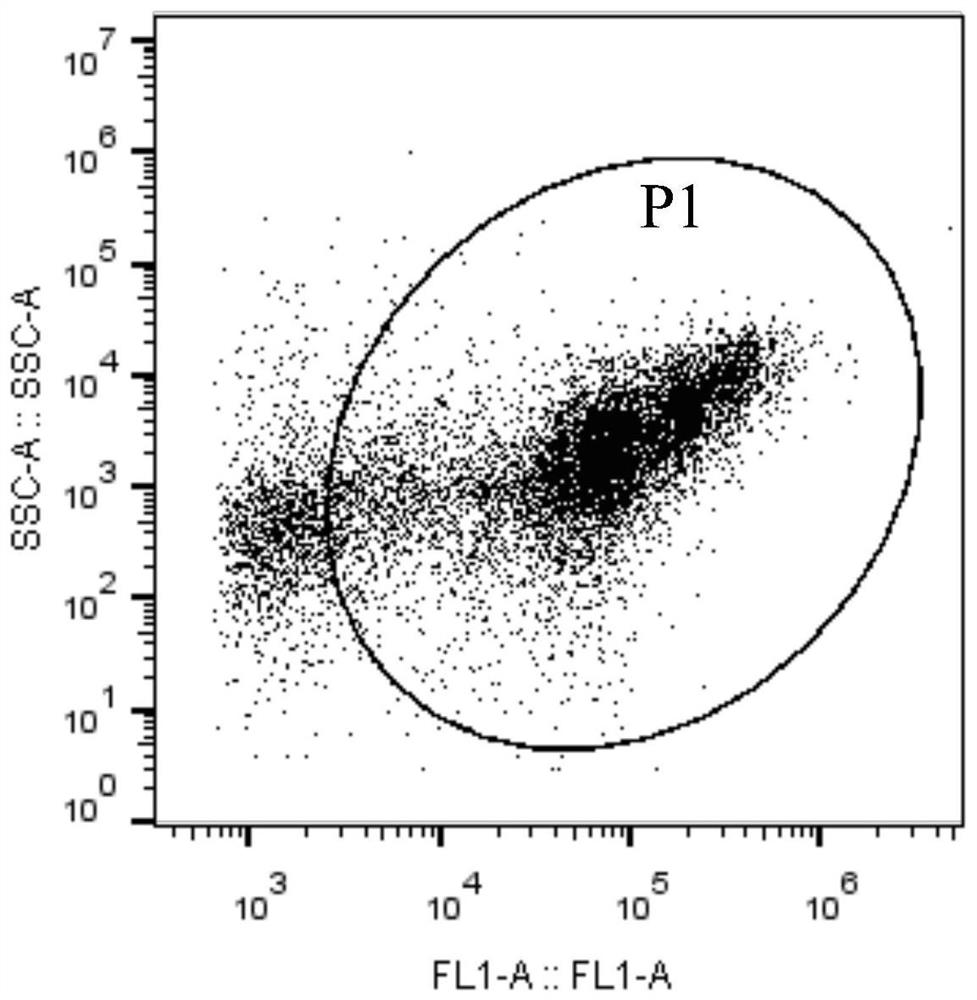 A method for detecting polysaccharide bacteria in activated sludge of sewage treatment using sybr GREEN I single-staining technique