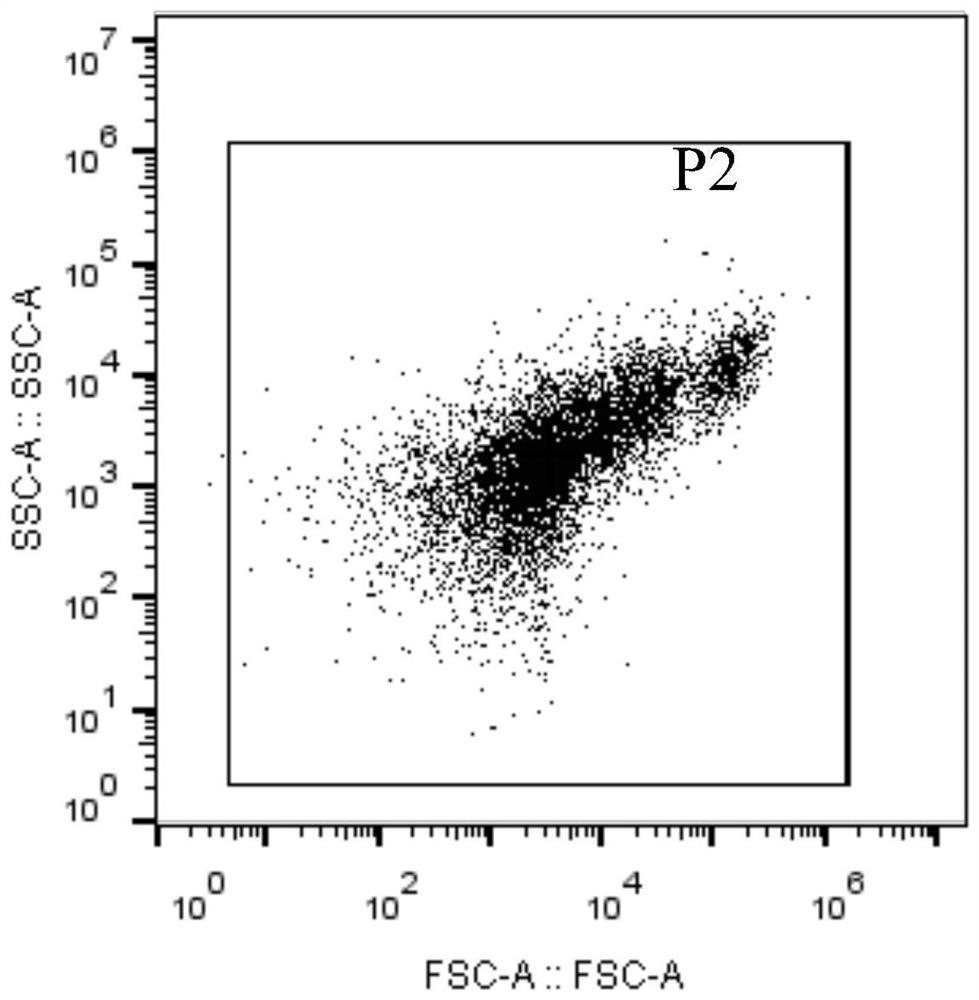 A method for detecting polysaccharide bacteria in activated sludge of sewage treatment using sybr GREEN I single-staining technique