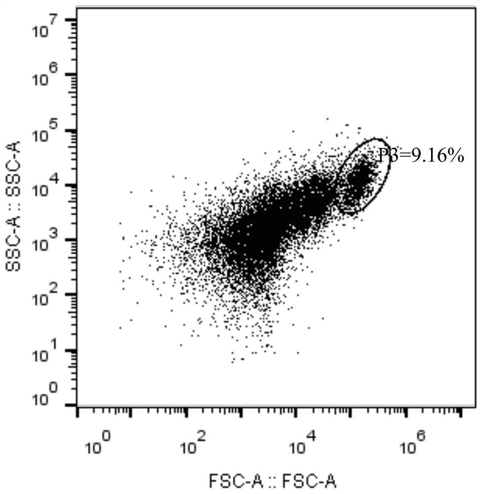 A method for detecting polysaccharide bacteria in activated sludge of sewage treatment using sybr GREEN I single-staining technique