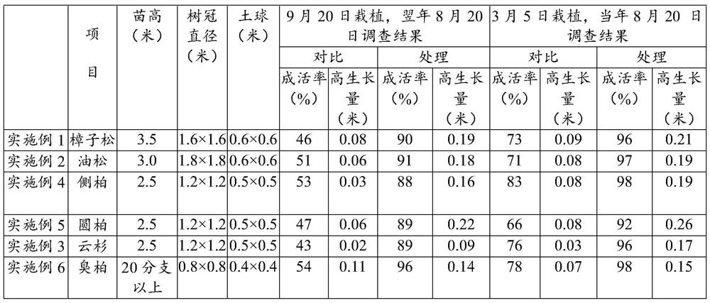 Application of grease in promoting transplanting survival and growth of evergreen big trees