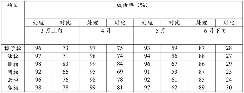 Application of grease in promoting transplanting survival and growth of evergreen big trees