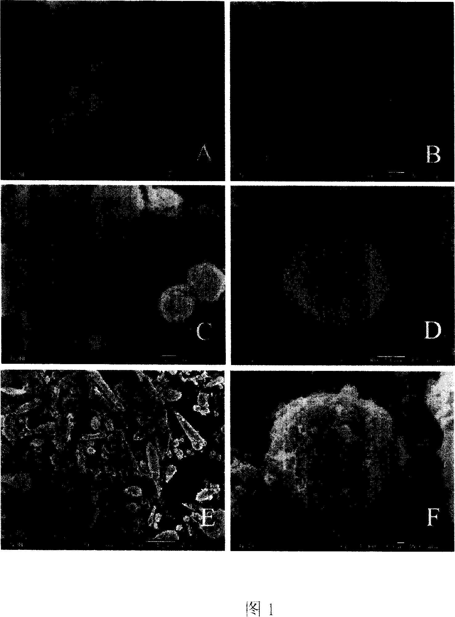 Method for synthesizing silicon dioxide hollow sphere with mesoporous channel controlled by dodecyl sulfonic acid sodium salt