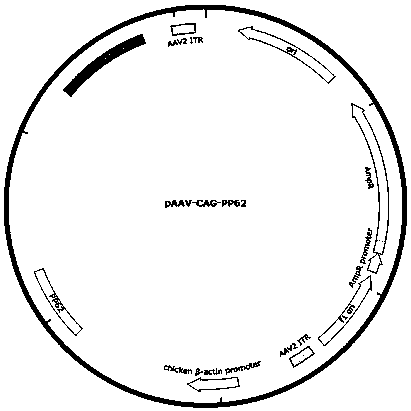 African swine fever virus vaccine, and a preparation method and application thereof