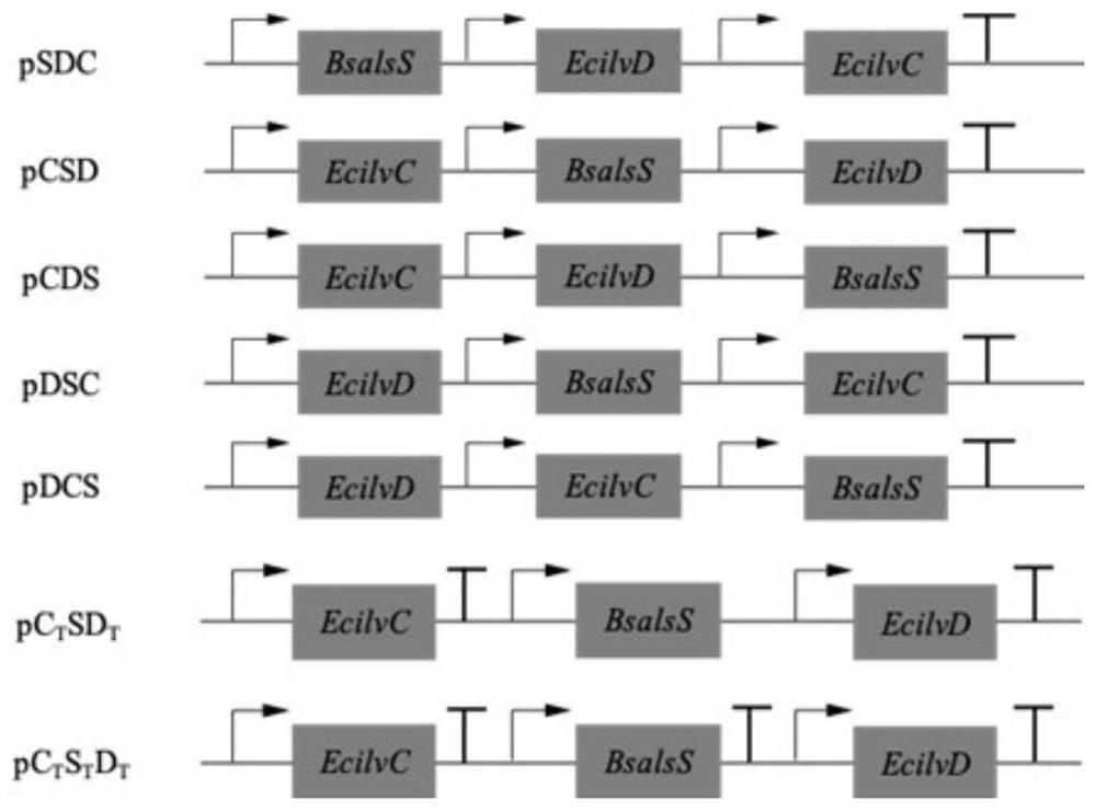 A method for metabolically engineering Escherichia coli to prepare α-ketoisovaleric acid