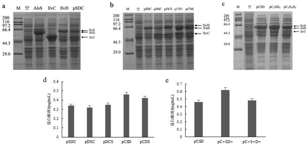 A method for metabolically engineering Escherichia coli to prepare α-ketoisovaleric acid