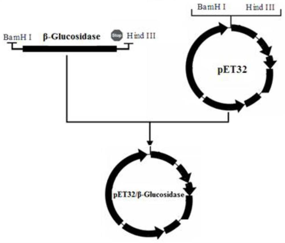 A new pectinase gene and its protein expression, carrier and application