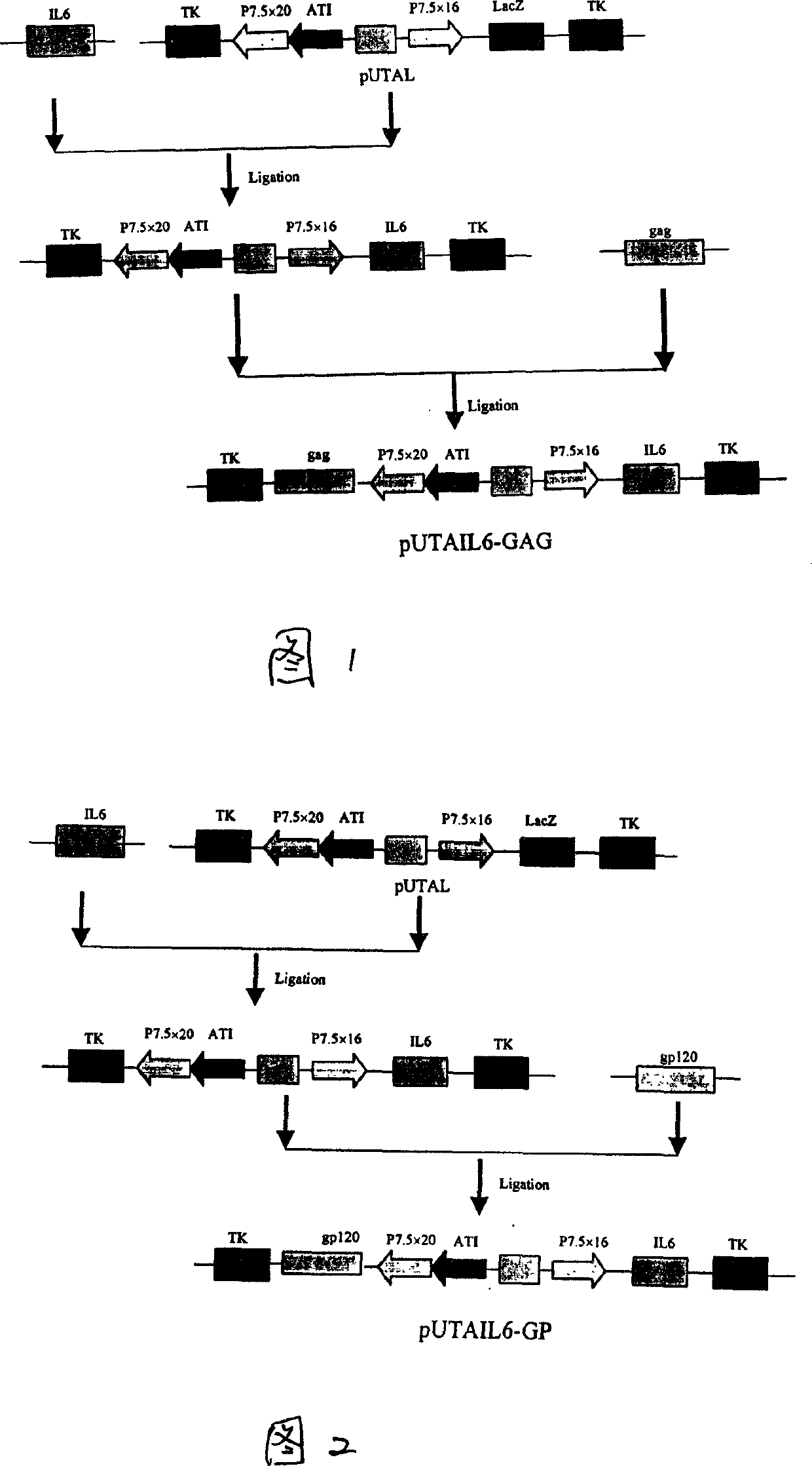 Recombined fowl pox living carrier vaccine for co-expression of MIV-1CNB and hlL-6 proteins