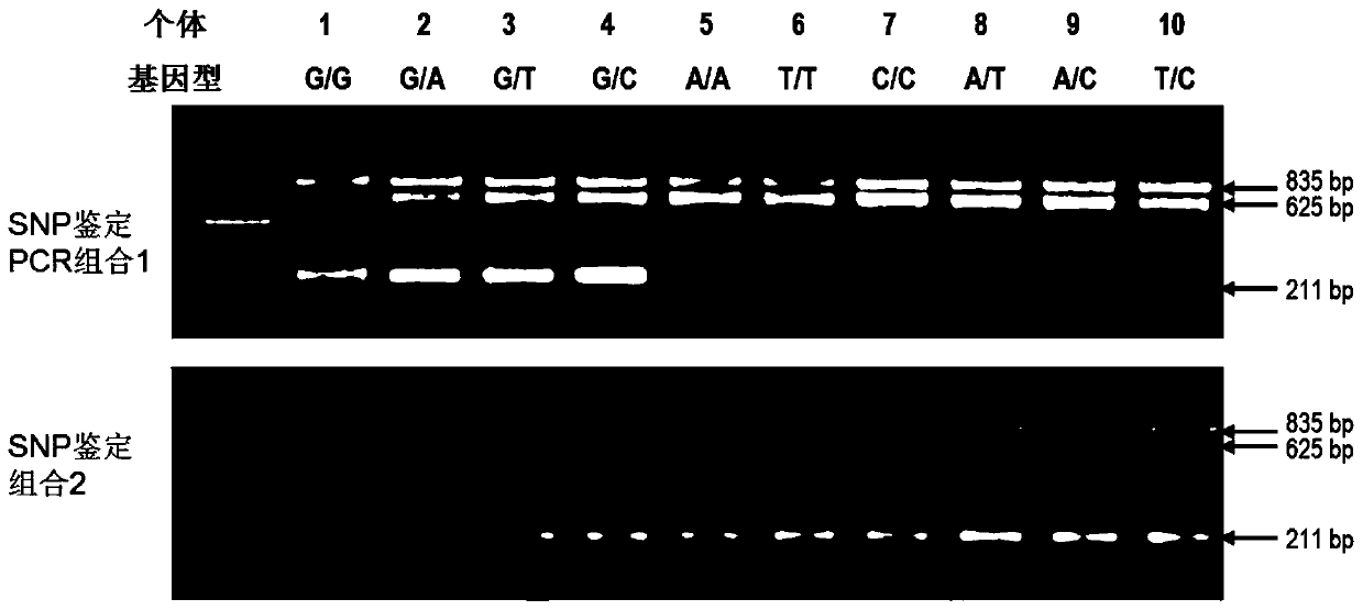 SNP marker for distinguishing ability of litopenaeus vannamei against vibrio harveyi infection and detection method thereof and application of SNP marker