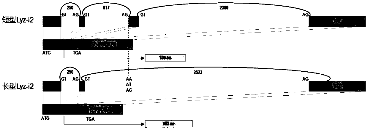 SNP marker for distinguishing ability of litopenaeus vannamei against vibrio harveyi infection and detection method thereof and application of SNP marker