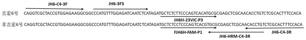 Rice SNP (Single Nucleotide Polymorphism) marker and application thereof