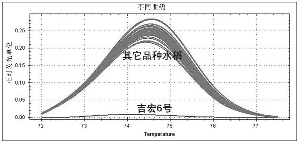 Rice SNP (Single Nucleotide Polymorphism) marker and application thereof