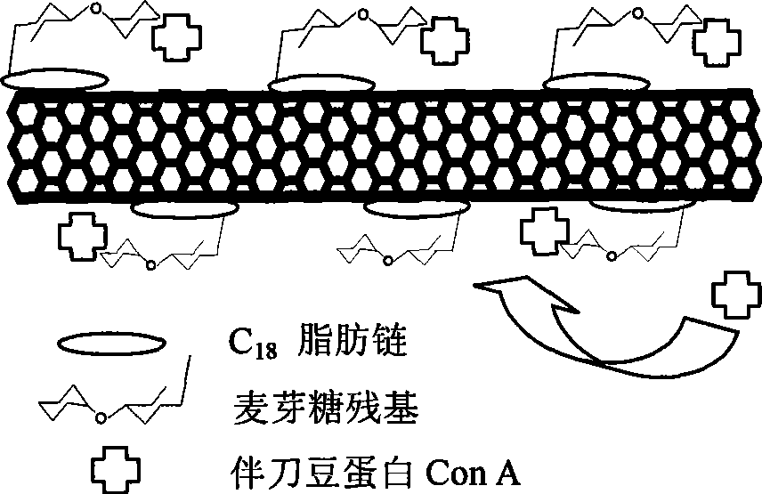 Method for manufacturing biological detector of field effect transistor based on carbon nano tube