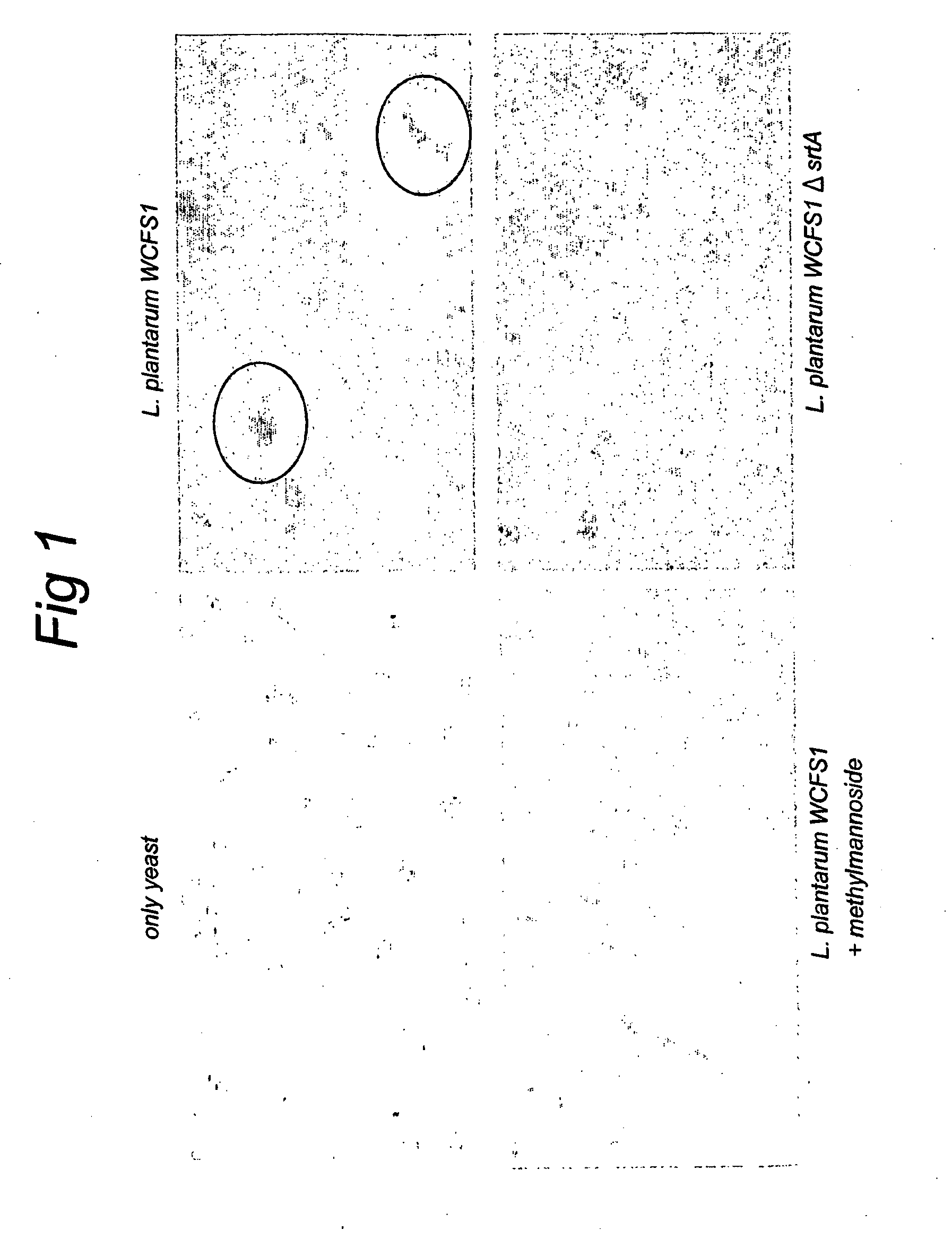 Novel mannose-specific adhesins and their use