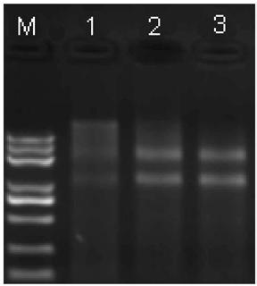 A method for extracting grape canker mycelia rna