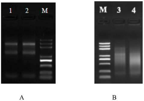 A method for extracting grape canker mycelia rna