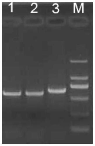 A method for extracting grape canker mycelia rna