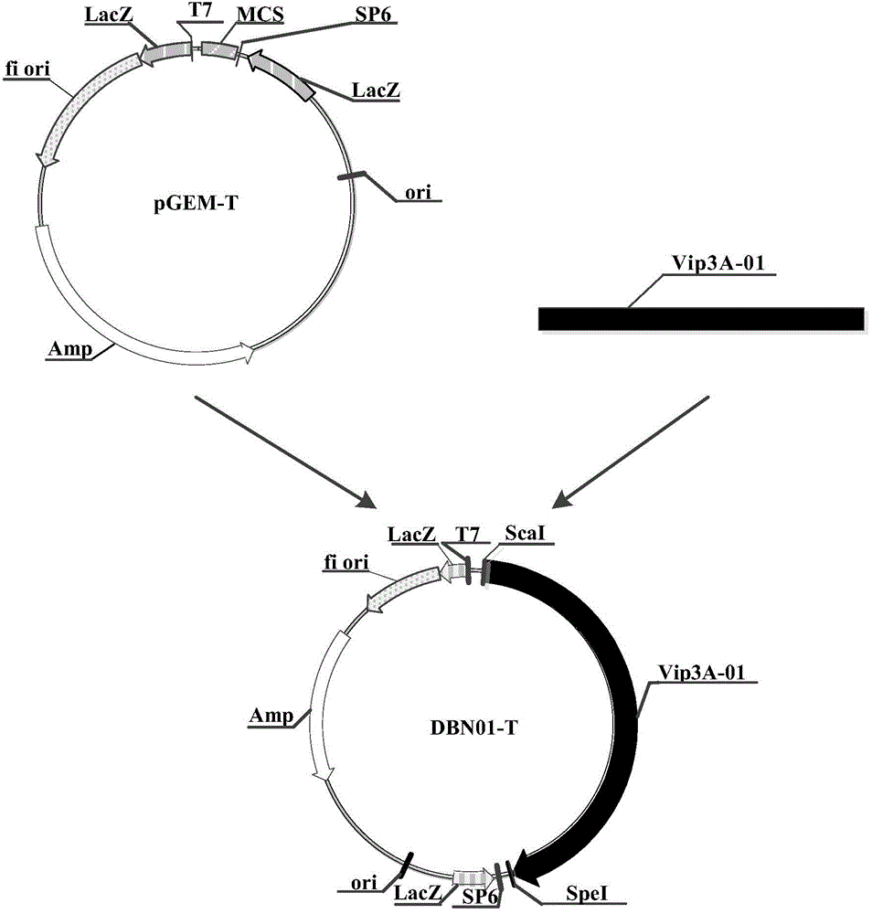 Purpose of insecticidal protein